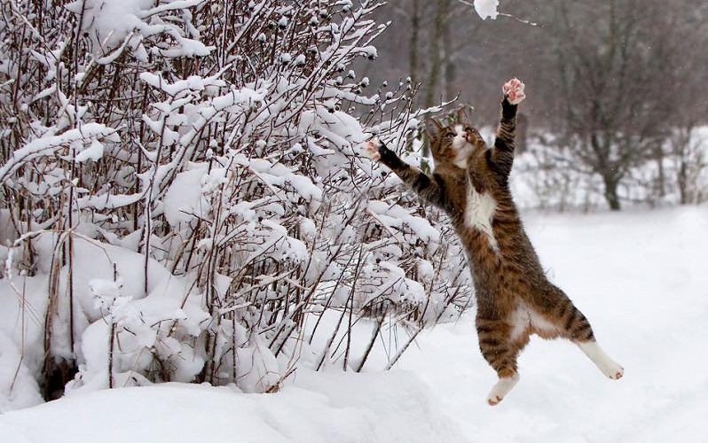 [cat-catching-snow-798x500%255B5%255D.jpg]