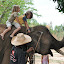 éléphant avec les poos - 029