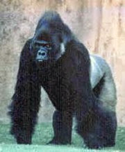 gorille des plaines de l'est