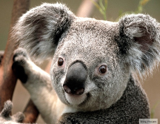 koala