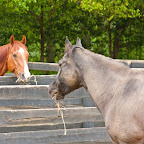 20110423_McKeevers_001.jpg