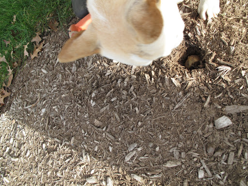 Is it in there pointy side up?  Looking good!