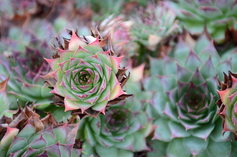 [villa5%255B3%255D.jpg]