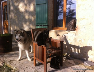 Munson courts the kittens #2