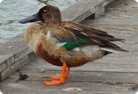 nothern-shoveler-duck