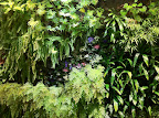 Sep 23 - Messieure Blanc's vertical garden