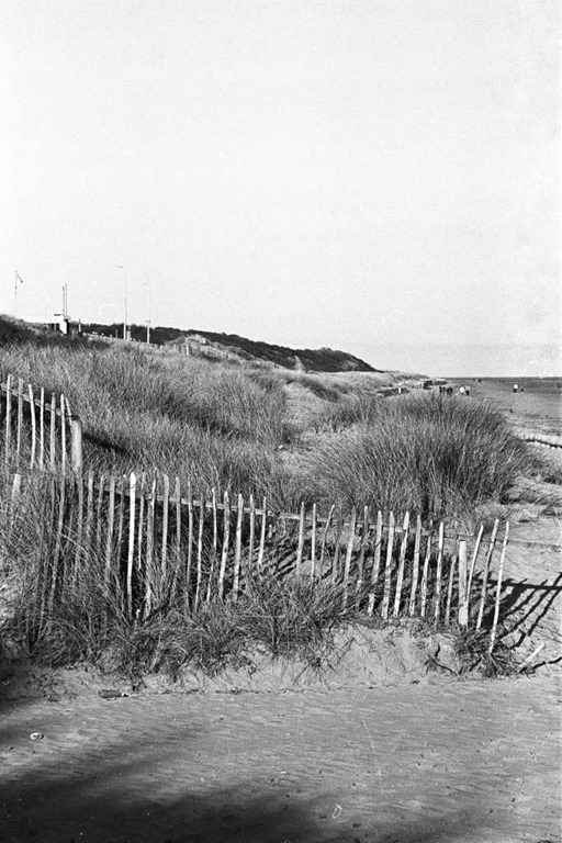 [Sand-Dune-Fencing-12%255B4%255D.jpg]