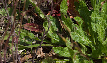 P4079426