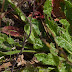 P4079426