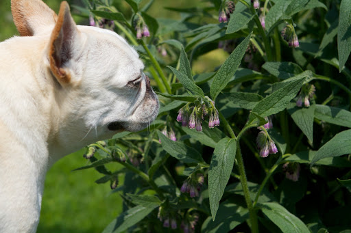 This bluish flower is a herb called comfrey. Comfrey has been used by herbalists on the skin to treat wounds and reduce the inflammation from sprains and broken bones. This bluish flower is a herb called comfrey. Comfrey has been used by herbalists on the skin to treat wounds and reduce the inflammation from sprains and broken bones.