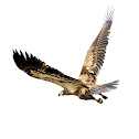 American Bald Eagle