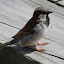 A Finch Hopping Around On The Jetty - Akaroa, New Zealand