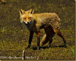 Red Fox _ROT2792 Bombay Hook  May 09, 2011 NIKON D3S