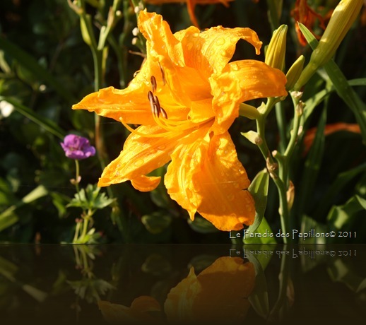 IMG_6699 IMG_6699