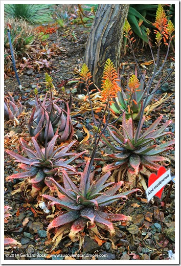 140208_RBG_Aloe-mudenensis_002