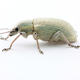 Terrestrial Arthropods