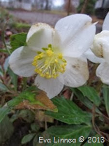 IMG_8532 IMG_8532