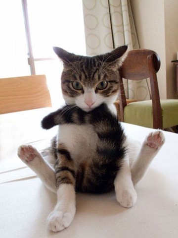 [funny-animals-haha-14%255B2%255D.jpg]