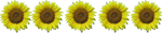Girasol (5) Girasol (5)