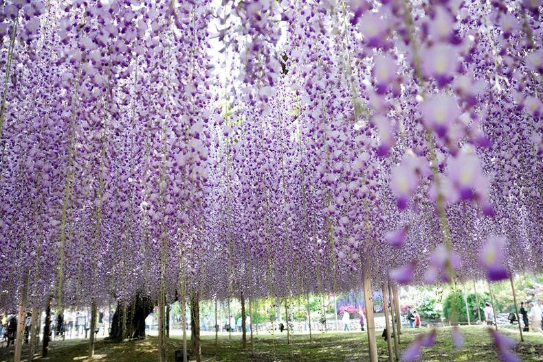 حديقة زهرة الحب من اجمل حدائق العالم Ashikaga-flower-park-3%255B2%255D