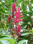 IMG_1037.JPG