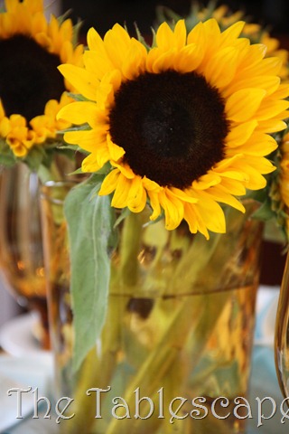 [sunflowers-0093.jpg]