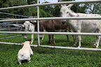 Miniature donkeys can run upwards of 30-miles per hour!  And, if I'm not mistaken, I've heard that most dogs level out at about 19-miles per hour.