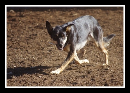 [dog%25203%2520w%255B7%255D.jpg]