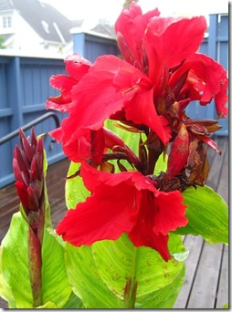 IMG_1037 IMG_1037