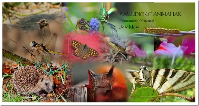 Mosaico_01 Mosaico_01