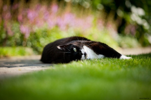 IMG_20120725_165146_9635