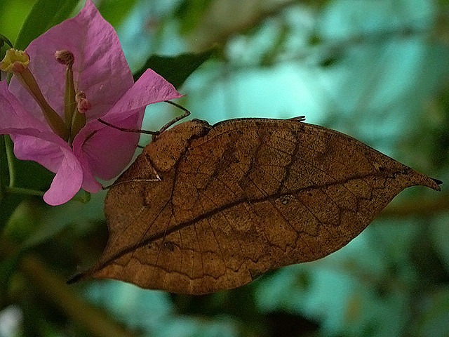 [Leaf-Mimic%2520Butterfly%255B4%255D.jpg]