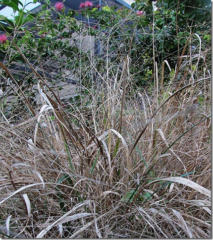 IMG_4570 IMG_4570