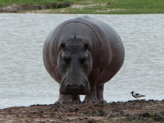 F Hippo F Hippo