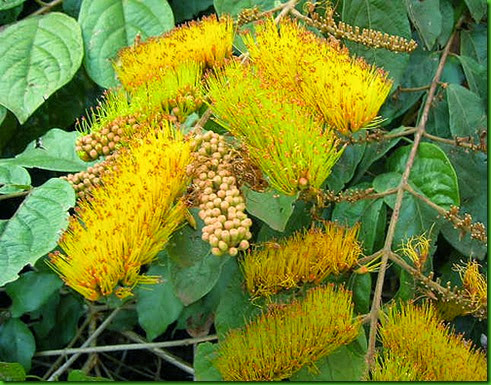 Yellow Monkey Brush Yellow Monkey Brush