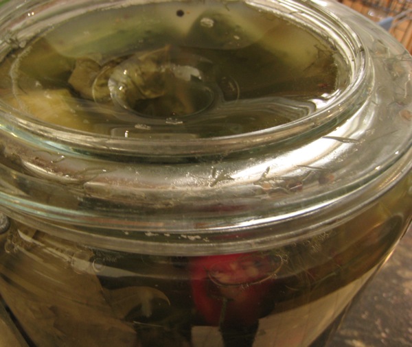 Half sour pickles need to be covered in brine, flipping the lid over to push them down worked great.