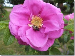 DSCF0555 DSCF0555