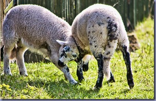 lambs