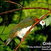 White-bellied Imperial Pigeon-01.jpg