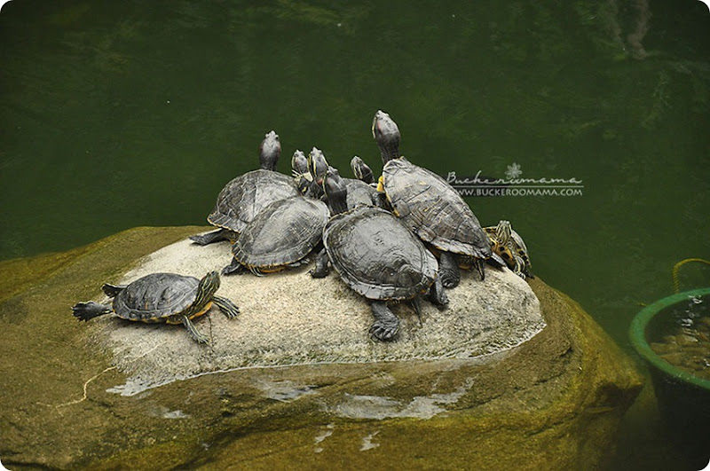 Unedited---turtles-sunning Unedited---turtles-sunning