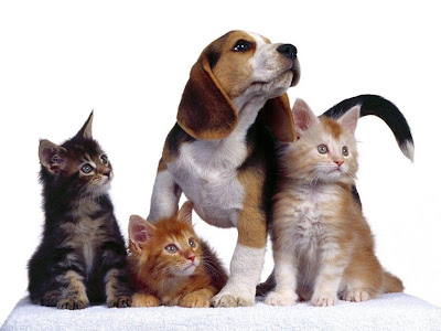 gatos-y-perros-juntos1.jpg