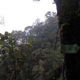 Forest on Gunung Sago (Daniel Quinn, September 2011)