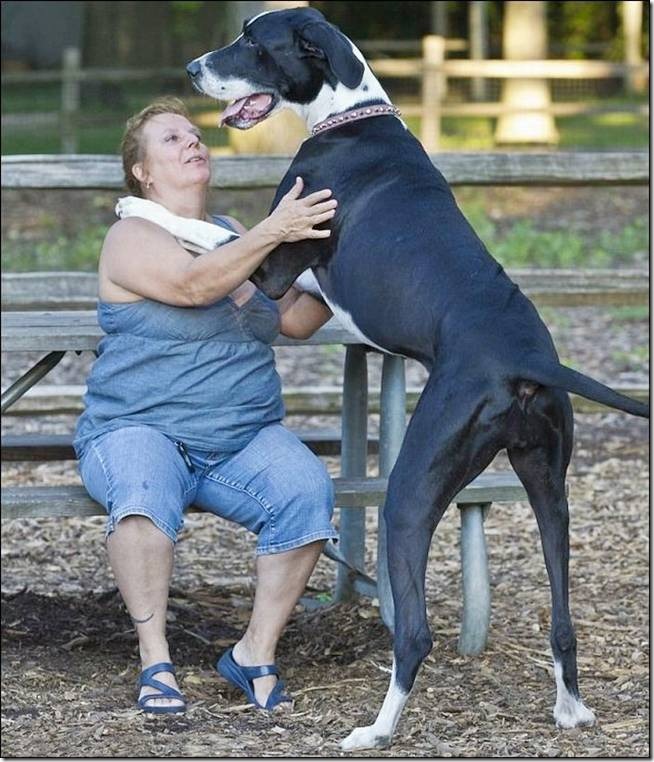 Nova Tallest Dog - 001