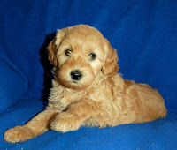 Gorgeous Doodles Puppy
