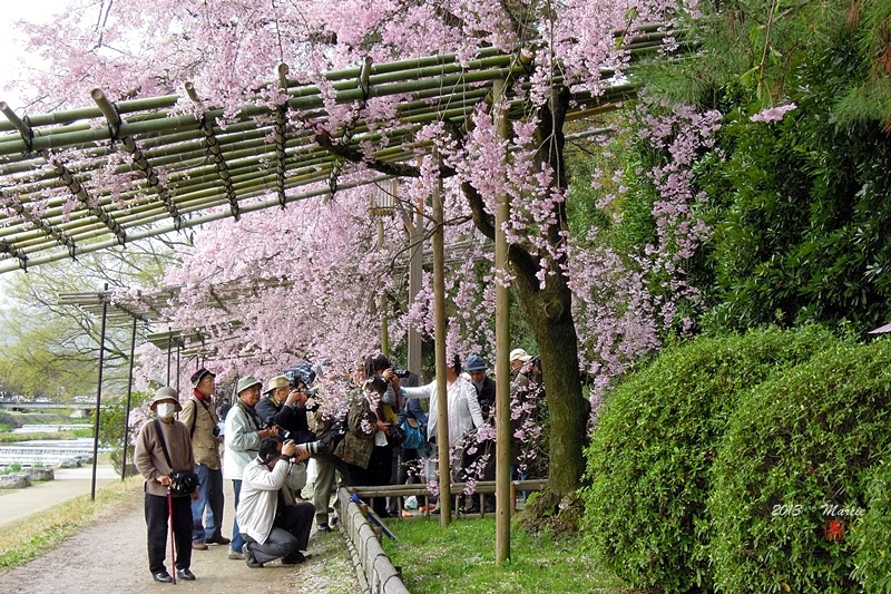 日本 京都 半木之道 櫻