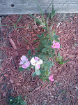 Memorial Rose Garden