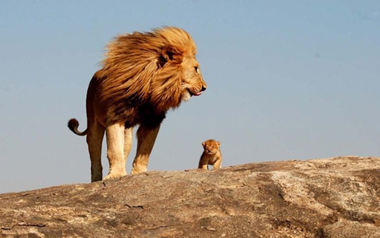 [animalsminime202.jpg]