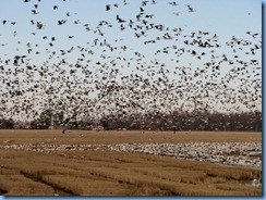 5779 Arkansas - I-40 - flock of birds (snow geese maybe)