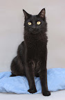FIGARO macho, 1 año
es un gato joven, juguetón, cariñoso, sociable, muy buen carácter, recomendación: con niños mas de 7 años
TRAVIESO, CONVIVE CON EL SER HUMANO DE UNA MANERA MUY BELLA
