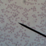 cell_blood_02.jpg